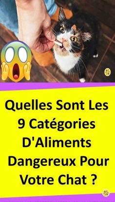 a person feeding a cat with the caption saying quelles sont les 9 catgories d'aliments dangeraux pour votrer chat?