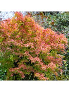 an orange and yellow tree in the middle of some green trees with red leaves on it