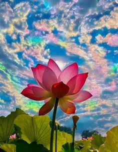 a large pink flower sitting on top of a green leaf covered field under a cloudy blue sky