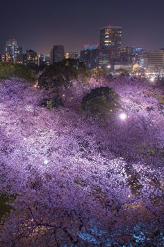 Cherry Blossoms, Fukuoka Castle, Maiduru Park, Fukuoka, Japan, 桜, 福岡城, 舞鶴公園 Fukuoka Japan, Japanese Architecture, Fukuoka, Cherry Blossoms, Castle, Cherry