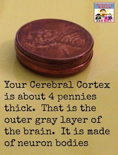 a penny sitting on top of a table next to a note with the words, your cerebral correx is about 4 pennies thick that is the outer gray layer of the brain