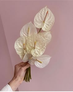 a hand holding a white flower on top of a pink wall