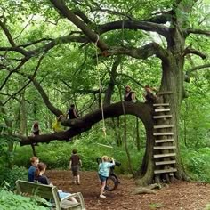 people climbing up and down a tree in the woods with ladders hanging from it's branches