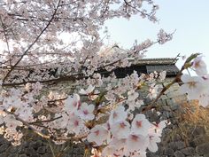 some white and pink flowers are in front of a stone wall with a building behind it