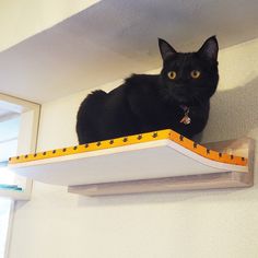 a black cat sitting on top of a wooden shelf with a measuring tape around it