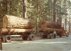 two men standing next to large logs on the back of a truck