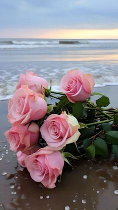 some pink roses are laying on the beach