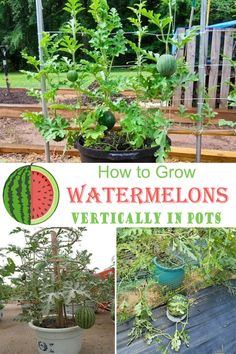 how to grow watermelons vertically in pots