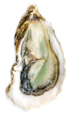 an open oyster shell on a white background