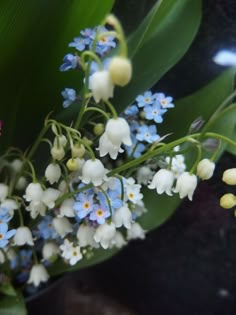 a bunch of blue and white flowers sitting on top of a green leafy plant