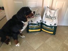 a black and white dog sitting next to two bags of salter's maintenance