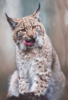 a close up of a cat with its mouth open and tongue out, sitting on a rock