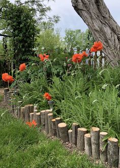 the flowers are blooming in the garden next to the tree stumps that have been cut down