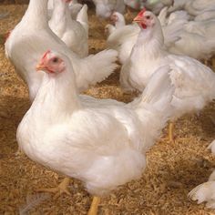 a group of white chickens standing on top of dry grass