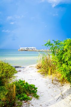 the beach is covered in vegetation and water with a pier in the background on a sunny day