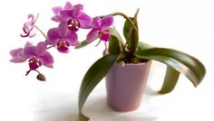 a pink potted plant with green leaves in it on a white surface, ready to be used as a vase for orchids