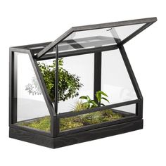 a glass box with plants inside it on a white background, there is no image here to provide a caption for