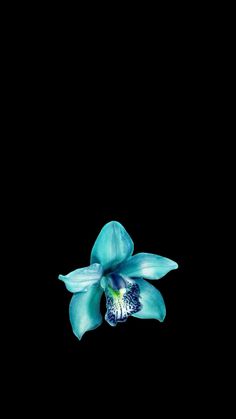 a blue flower on a black background