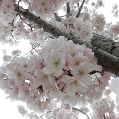 pink flowers are blooming on the branches of a tree