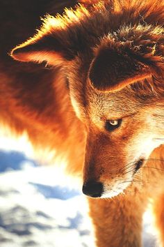 an orange wolf standing in the snow looking at something