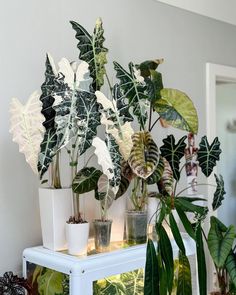 several potted plants sit on top of a white shelf in front of a mirror