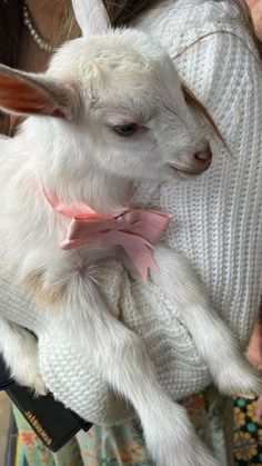 a small white goat with a pink bow tie on it's neck is held by a woman