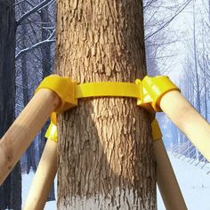 a tree that has some yellow tape on it