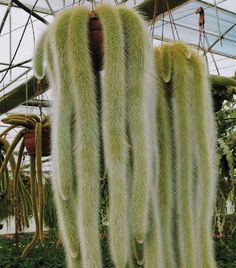 several hanging plants in a greenhouse filled with flowers