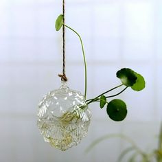 a clear glass ball hanging from a rope with green leaves in the foreground and a white tiled wall behind it