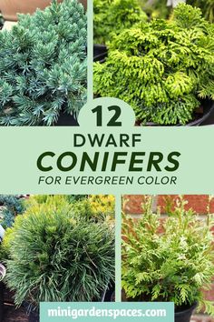 Dwarf conifers pack big beauty into small spaces—perfect for turning your tiny garden into a lush, evergreen haven! Small Evergreen Trees Landscaping Ideas, Evergreen Small Garden, Small Evergreen Garden Ideas, Evergreen Foundation Plants, Alberta Spruce Landscaping, Small Conifer Trees, Weeping Evergreen Trees, Evergreen Trees Landscaping