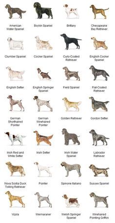 an image of dogs that are in different colors and sizes on a white background with the words english pointerer written below them