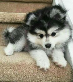 a small dog is sitting on the stairs