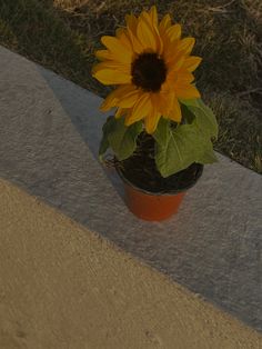 a sunflower in a pot sitting on the side of a road next to grass