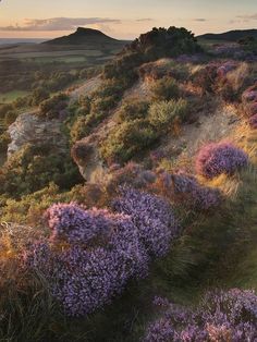 purple flowers are growing on the side of a hill at sunset with hills in the background