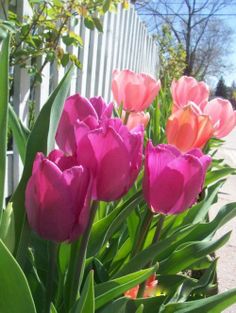 pink and orange tulips in front of a white fence