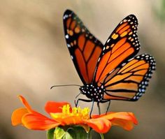 a butterfly sitting on top of an orange flower