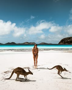 a woman standing on top of a sandy beach next to two kangaroos