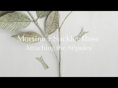 a white background with leaves and the words morning slacker rose attaching the stripes