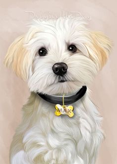 a white dog with a black collar and yellow bow on it's collar is looking at the camera