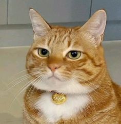 an orange and white cat sitting on top of a tile floor next to a wall