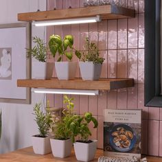 there are many potted plants on the shelves