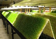 rows of artificial grass in an indoor planter with lights on the ceiling above them