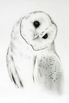 Owl Ink Drawing, Drawing Of An Owl, Barn Owl Drawing, Barn Owl Tattoo, Barn Owl Art, Owl Sketch, Owl Drawing, Owl Artwork, Bird Sketch