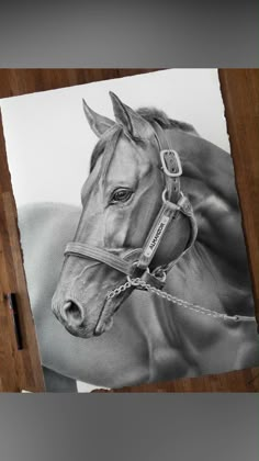 a drawing of a horse with a bridle on it's head