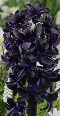 purple and white flowers are blooming in the garden