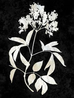 a black background with white flowers and leaves