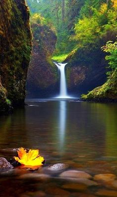 a yellow leaf floating on top of a river next to a waterfall in the forest