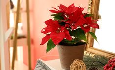 a potted plant with red flowers sitting on top of a white table next to a mirror