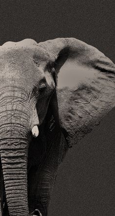 black and white photograph of an elephant with tusks