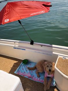 a brown dog sitting on top of a blue and pink blanket next to a boat